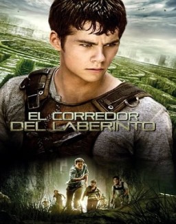 ver El corredor del laberinto