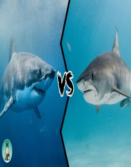 ver Gran tiburón blanco vs. tiburón tigre pelicula online