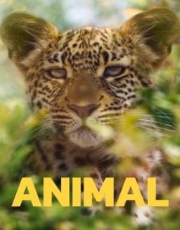ver Animal - Temporada 2 online